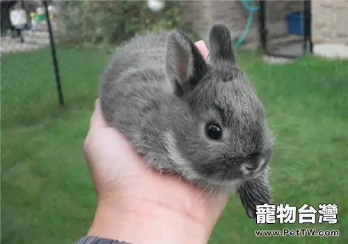 餵食兔兔的「三要三不要」原則