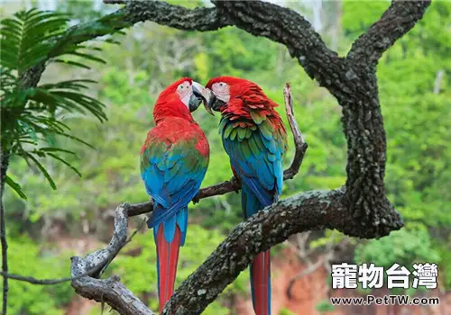 飼養鸚鵡常見的錯誤有哪些(1圖)-寵物台灣