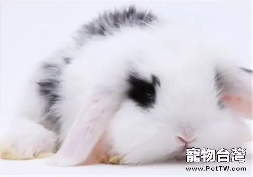 兔結症的診斷及治療方法