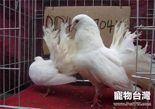 死棚鴿開家的條件和技巧(1圖)-寵物台灣