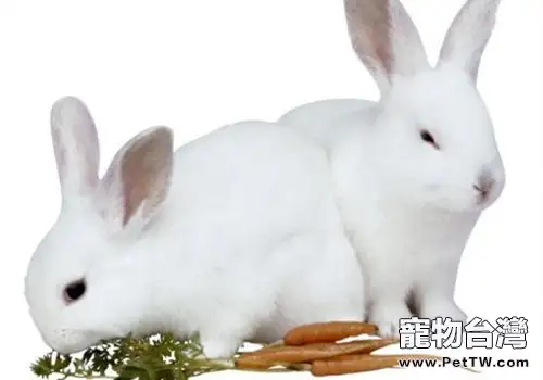 飼養獺兔的七大禁忌(1圖)-寵物台灣