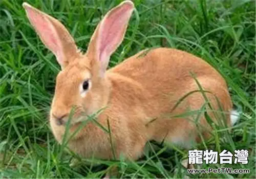 飼養兔兔的兩個「慎用」