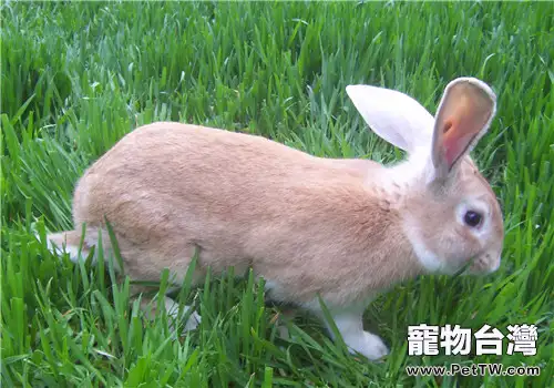 種公兔的飼料配方建議(1圖)-寵物台灣
