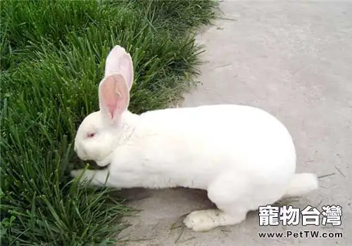 獺兔飼養時的溫度及濕度建議