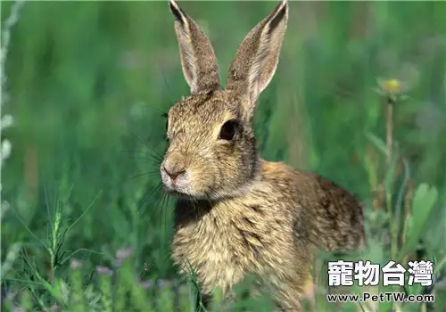 兔兔摸胎的操作方法