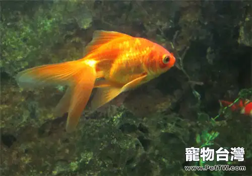 魚病常見的預防措施