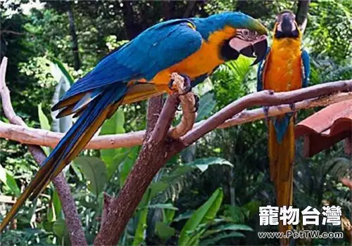 藍黃金剛鸚鵡咬毛症的介紹及防治