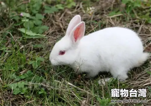 飼養兔兔需注意「七看」