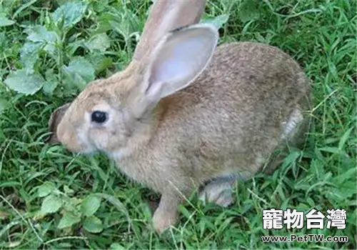 飼養兔兔不可光餵飼料