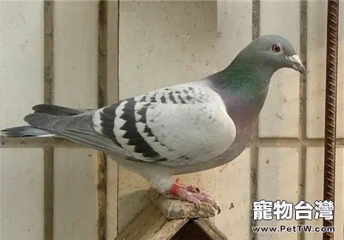 信鴿球蟲的感染及治療(1圖)-寵物台灣