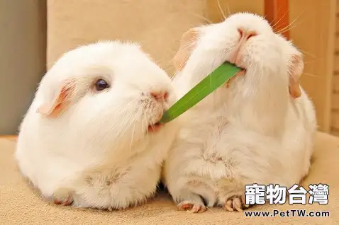 兔兔飲水的方法與使用器皿