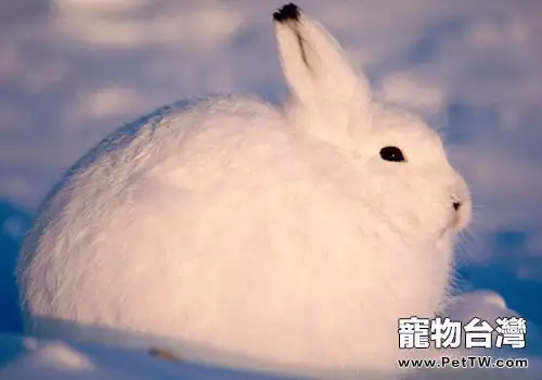 寵物兔感冒的症狀