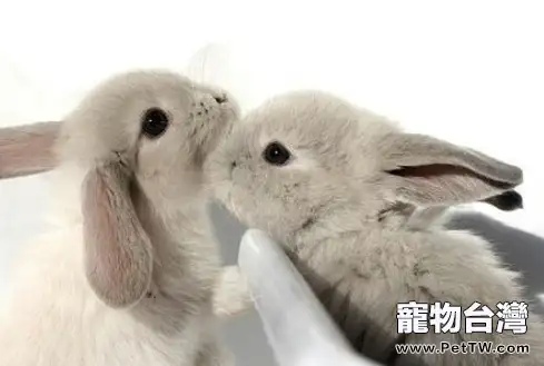什麼品種的兔子適合飼養