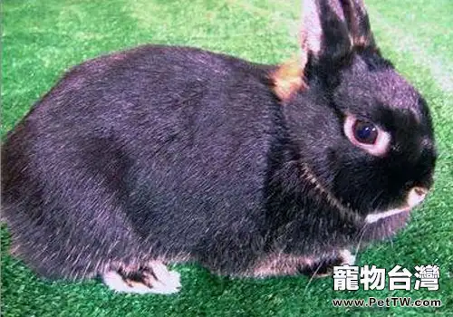 影響寵物兔鈣磷吸收的因素有哪些