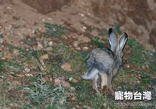 缺乏鈣和磷會對寵物兔造成什麼影響