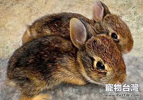 如何預防寵物兔鈣磷缺乏症(1圖)-寵物台灣