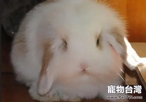兔子拉稀的原因及症狀(1圖)-寵物台灣