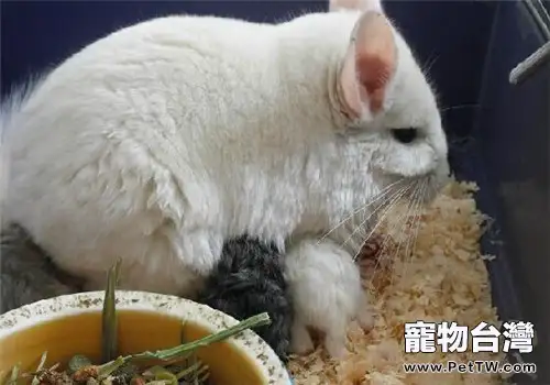 龍貓中暑會有哪些後遺症(1圖)-寵物台灣