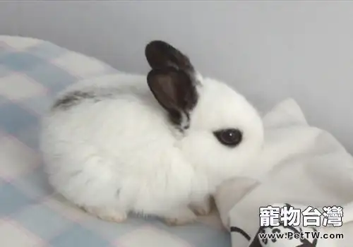 兔子脹肚的原因及症狀(1圖)-寵物台灣