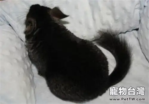 龍貓患食毛症的病因
