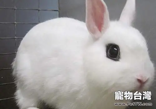 寵物兔便秘有哪些症狀