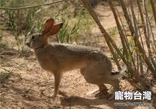 寵物兔便秘的預防及治療(1圖)-寵物台灣
