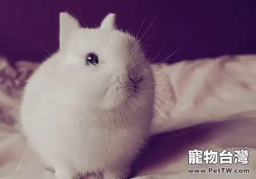 兔偽結核病的診斷方法(1圖)-寵物台灣