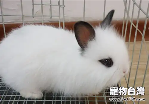 如何治療兔偽結核病(1圖)-寵物台灣