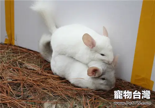 龍貓螨蟲疾病的防治措施(1圖)-寵物台灣