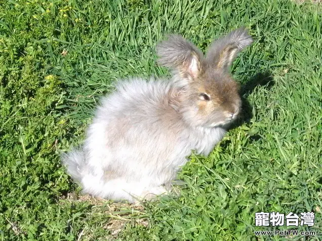 給寵物兔兔洗澡的小竅門（1圖）-寵物台灣