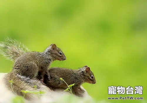 如何治療松鼠肺炎