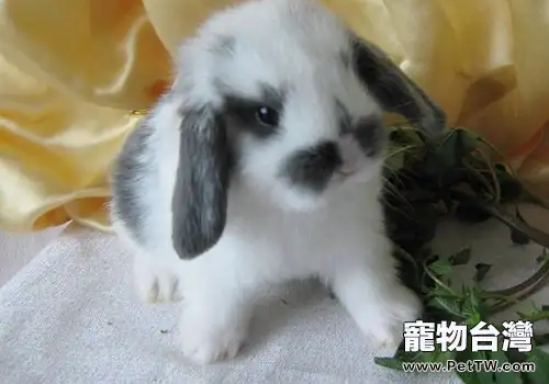寵物兔有哪些異食類型