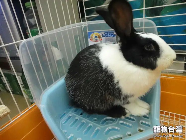訓練兔子用廁所