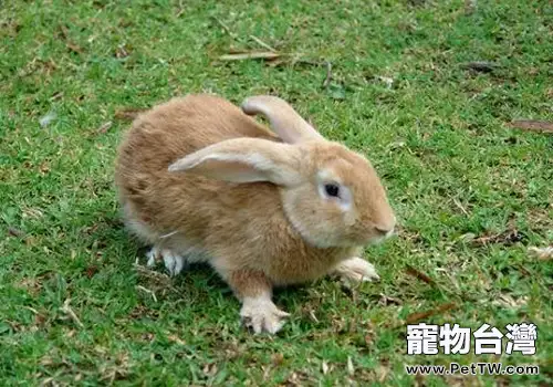 兔葡萄球菌病的症狀有哪些
