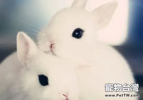 兔疥癬病的病原是什麼(1圖)-寵物台灣