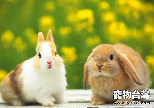 如何對兔密螺旋體病進行防治(1圖)-寵物台灣