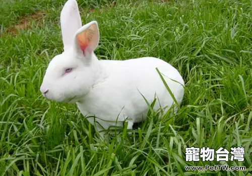 引起兔沙門氏桿菌病的原因有哪些(1圖)-寵物台灣