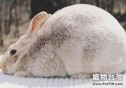 患壞死桿菌病的兔子有何症狀