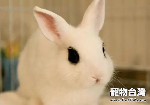 泰澤氏病會引起寵物兔哪些症狀