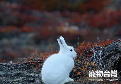 如何治療兔波氏桿菌病(1圖)-寵物台灣