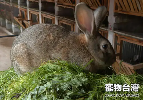 兔卡氏肺孢子蟲病的防治方法