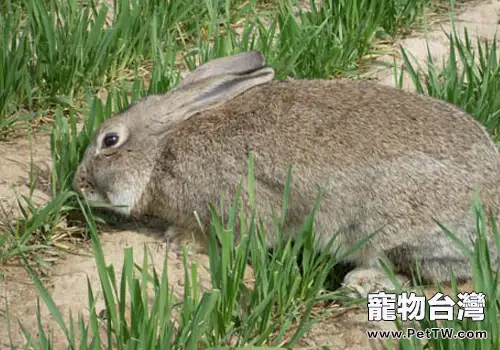 兔李氏桿菌病可分為哪幾類