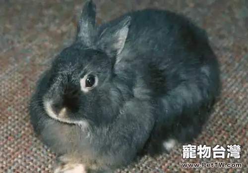 如何治療兔李氏桿菌病(1圖)-寵物台灣
