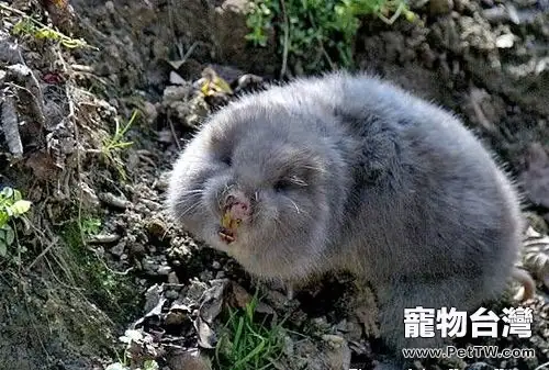 竹鼠的養殖技術(1圖)-寵物台灣