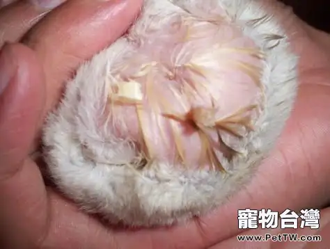 如何治療倉鼠的濕尾症(1圖)-寵物台灣