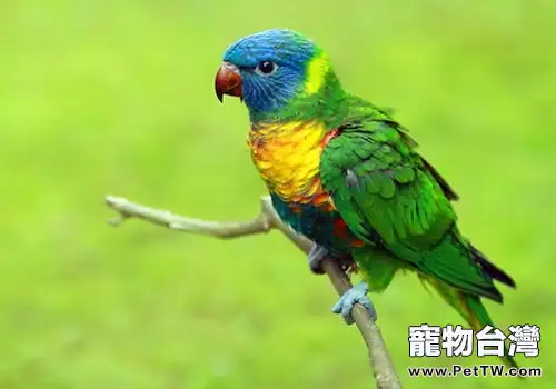 鸚鵡熱有哪些症狀(1圖)-寵物台灣