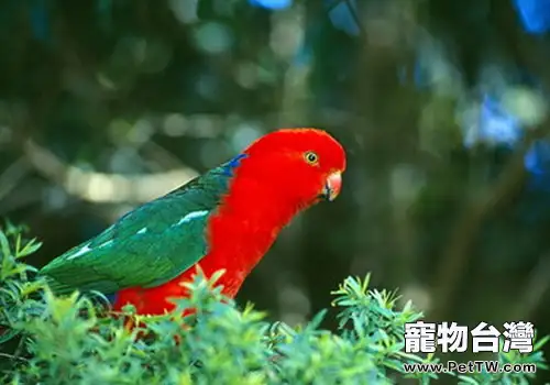 如何預防及治療鸚鵡嗉囊梗塞(1圖)-寵物台灣
