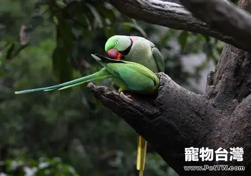 鸚鵡多瘤病毒的簡要介紹(1圖)-寵物台灣