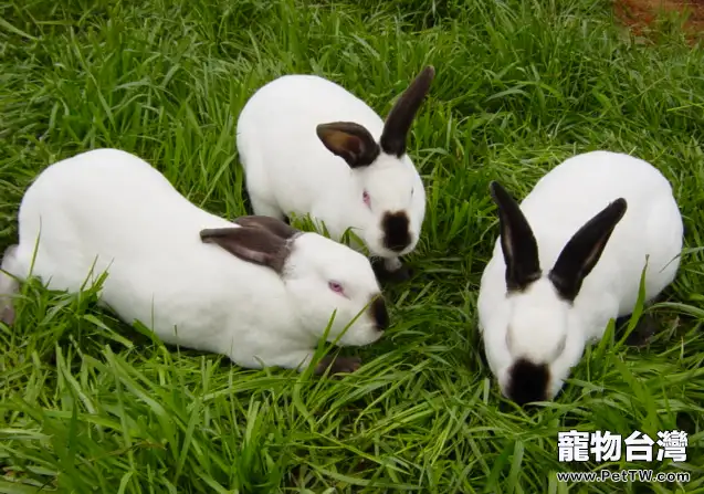 飼養獺兔的常見問題