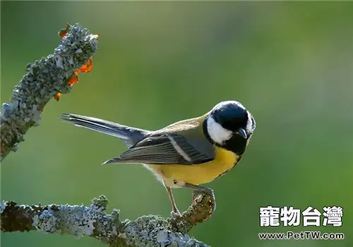 觀賞鳥患肺炎的症狀有哪些